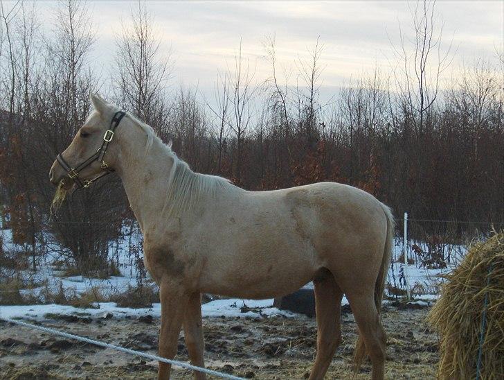 Anden særlig race Zantiago/Felix (Solgt til malene) - Så kom han på fold første gang ved mig billede 8