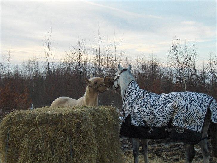 Anden særlig race Zantiago/Felix (Solgt til malene) - Han møde med hans nye ven billede 9