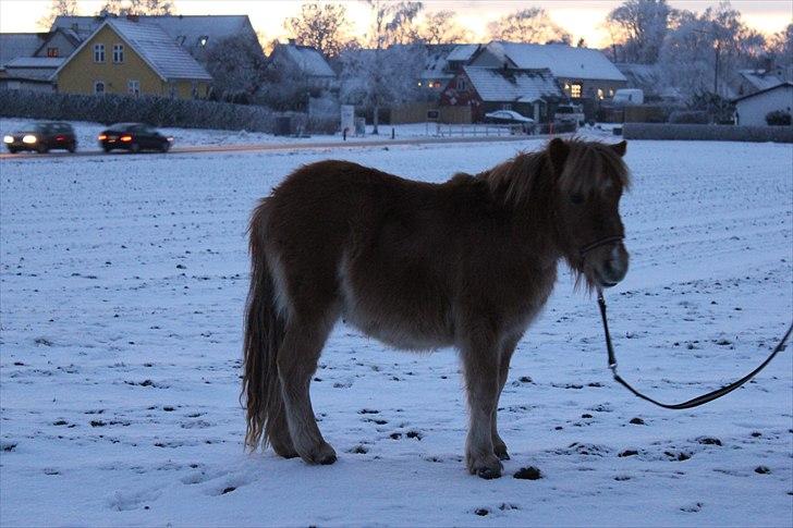 Shetlænder Aastrupgaards August - August i sneen December 2010 billede 11