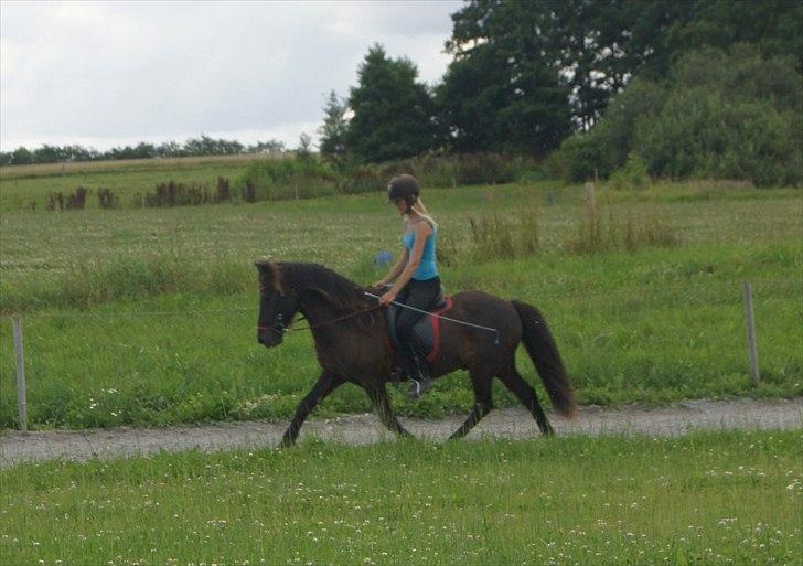 Islænder Hrafn fra Oddakoti billede 8