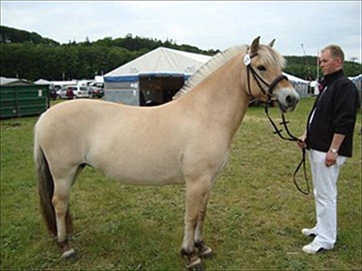 Fjordhest R. Hyracint (Solgt) - Ryttergaardens Hyracint! billede 11