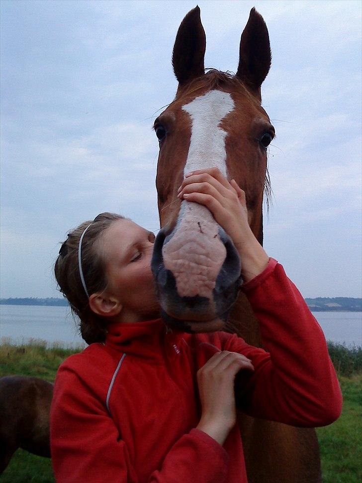 Dansk Varmblod Petra billede 7