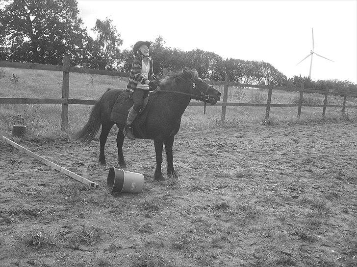 Anden særlig race Zeberg's Tut (solgt) - fra 2010 :D billede 10