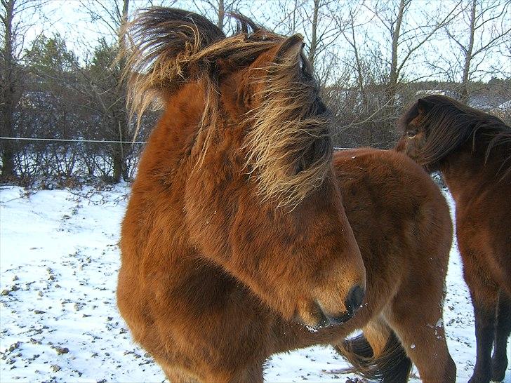 Islænder Loki fra Gjesbækgård - Jeg hedder loki, og jeg har så meget hår at jeg ikk kan se noget som helst !!  billede 3