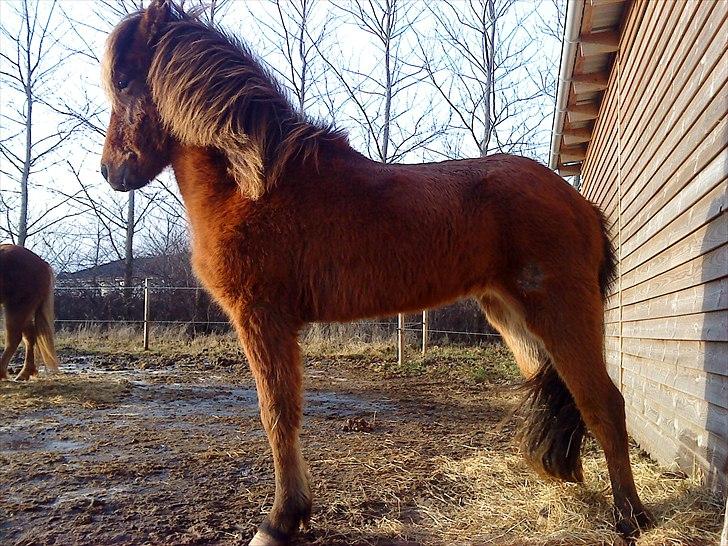 Islænder Loki fra Gjesbækgård - Uhh så stor den lille dreng kan blive når han strækker sig ;) billede 5