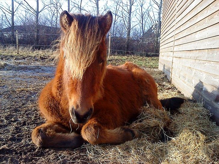 Islænder Loki fra Gjesbækgård - når man stadig er lille må man gerne sove til middag... og det udnytter loki :) billede 6