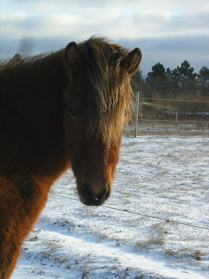 Islænder Loki fra Gjesbækgård billede 13