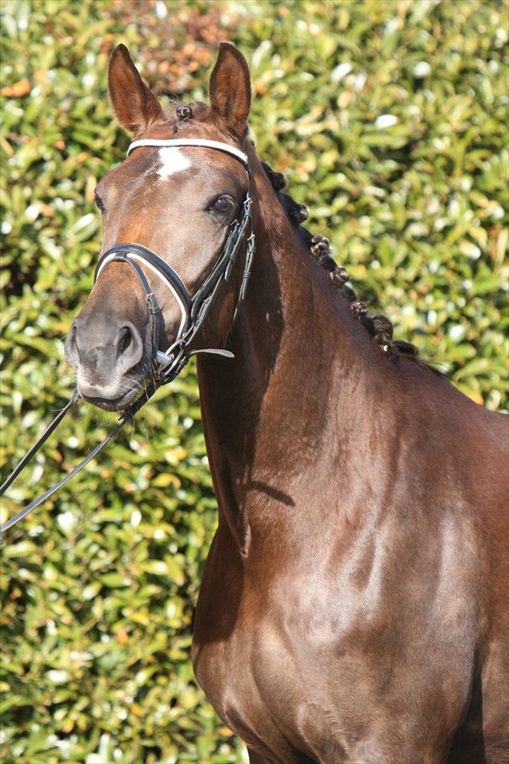 Dansk Varmblod Enghavens Fiona - Fiona 3½ år  billede 3