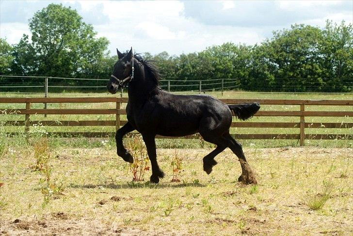 Frieser fakir billede 1