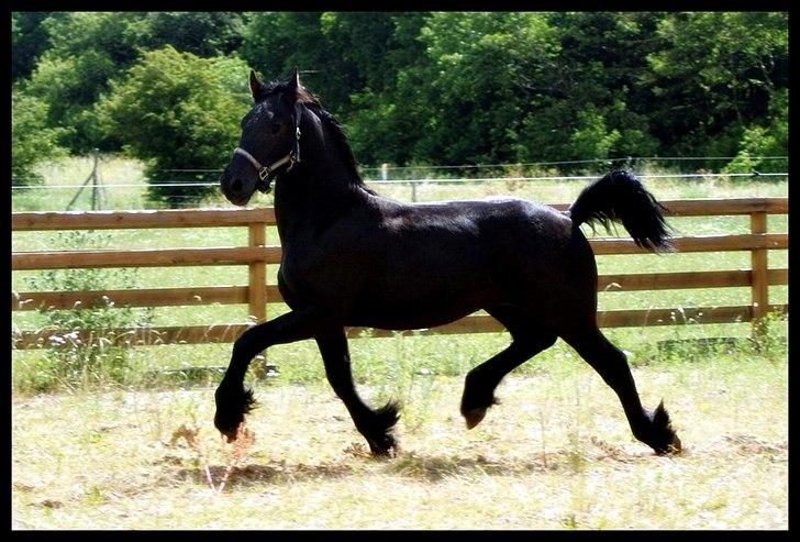 Frieser fakir billede 2