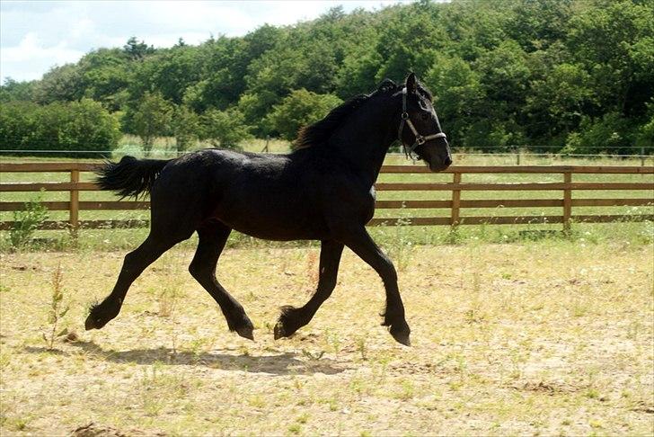 Frieser fakir billede 3