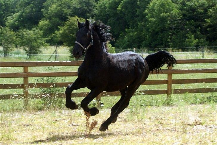 Frieser fakir billede 4