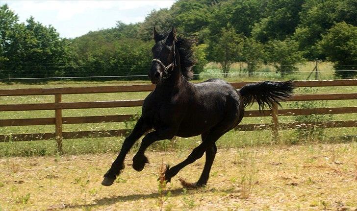 Frieser fakir billede 5