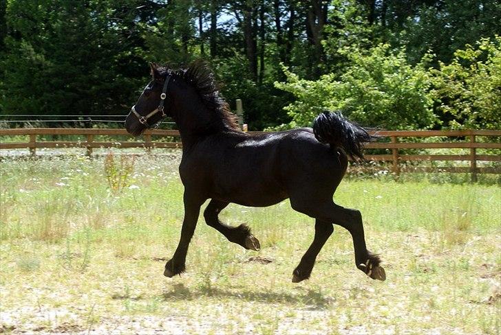 Frieser fakir billede 6