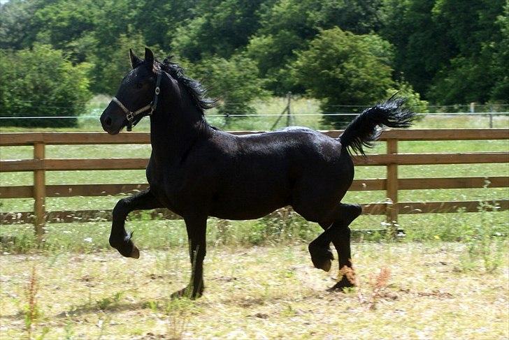 Frieser fakir billede 7