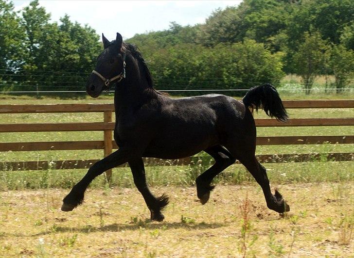 Frieser fakir billede 8