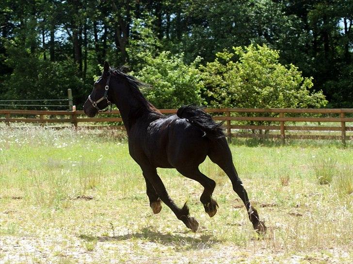 Frieser fakir billede 9