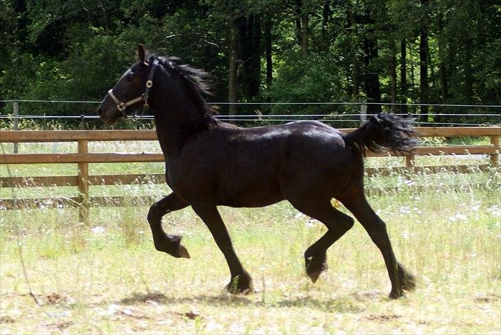 Frieser fakir billede 10