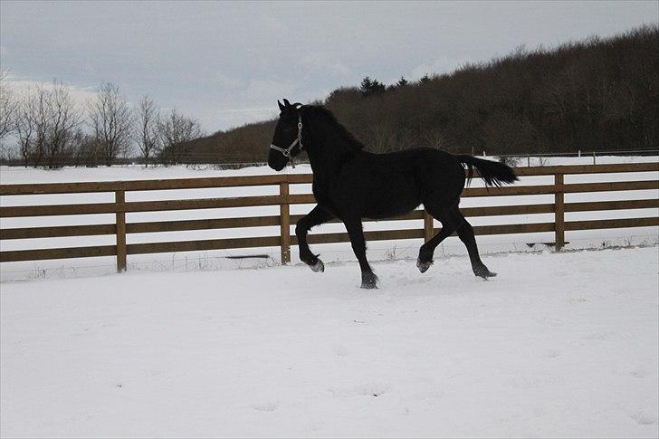 Frieser fakir billede 11