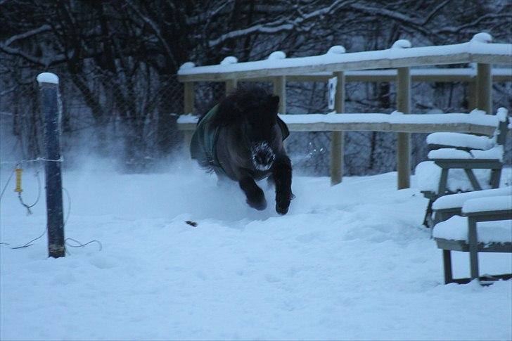 Shetlænder Magnum :) NUMSEN :D <3 - Velkommen til Numsens profil :) den lille TONSER! :D <3 Foto: ABSO <3  billede 3