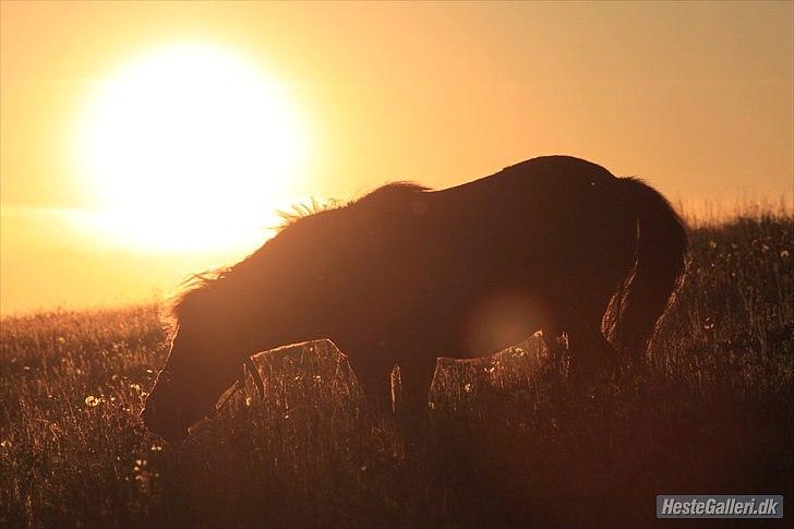 Shetlænder Magnum :) NUMSEN :D <3 - Pony i en flot solnedgang :) <3 Foto: ABSO <3 billede 4