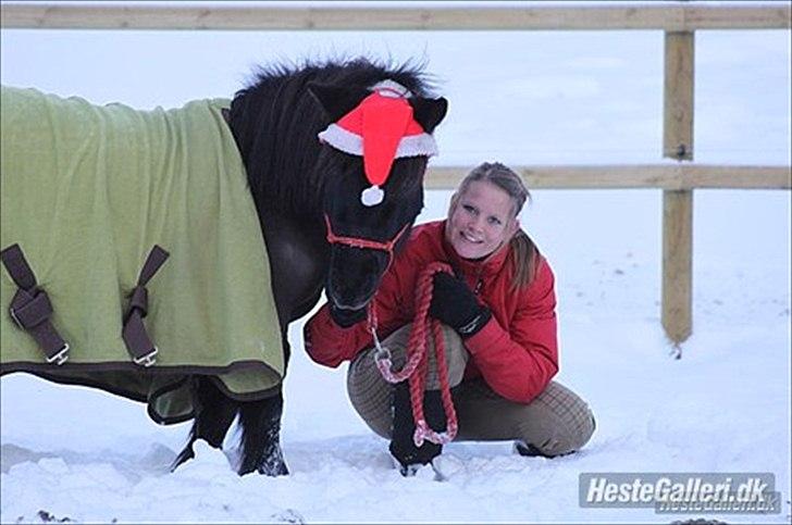 Shetlænder Magnum :) NUMSEN :D <3 - Photo Shoot :D <3 Foto: ABSO <3 billede 6