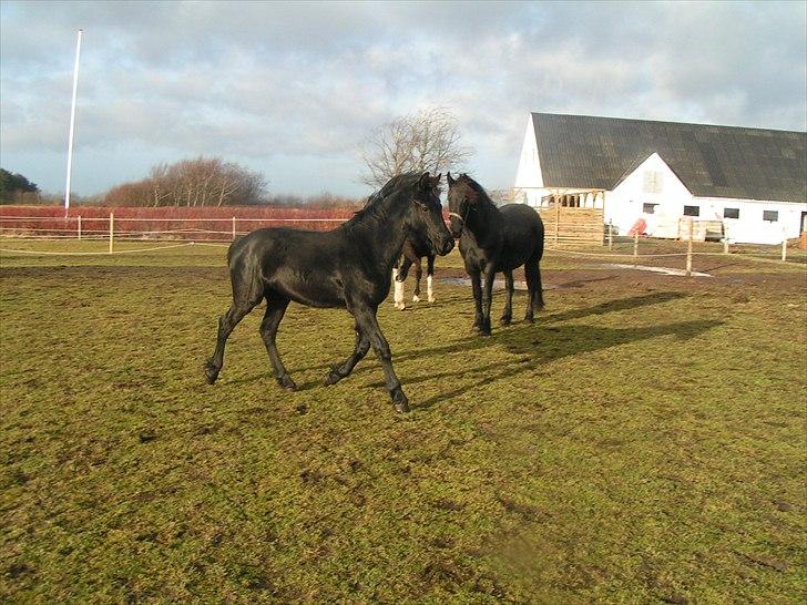 Frieser Ileana billede 12