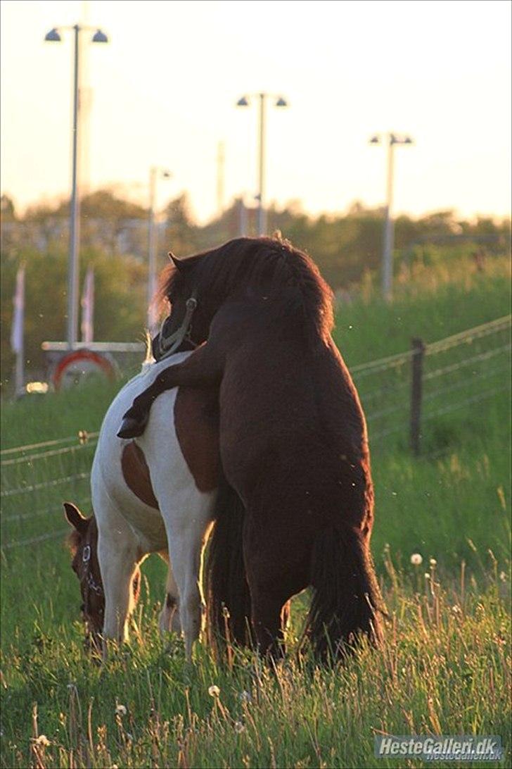 Shetlænder Magnum :) NUMSEN :D <3 - jaaaaaahh? Haha  x) <3 Foto: ABSO <3 billede 7