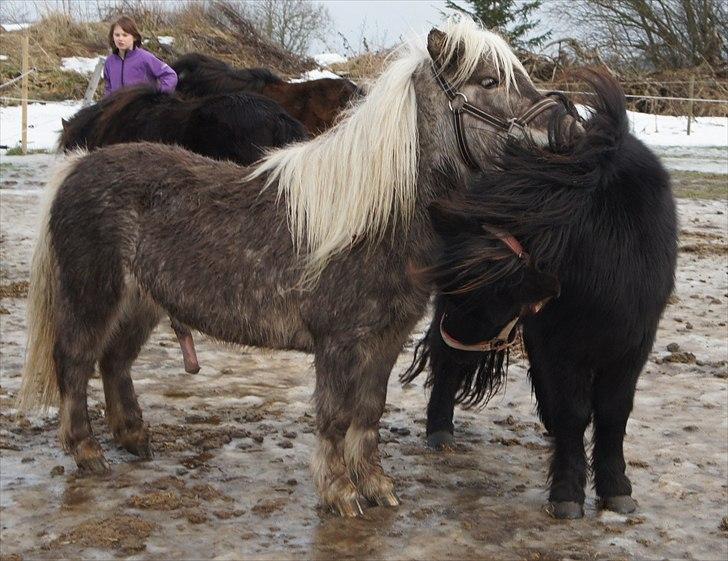 Shetlænder Wednesday <3 (tidligere Mini) - Snakker med Silver billede 13