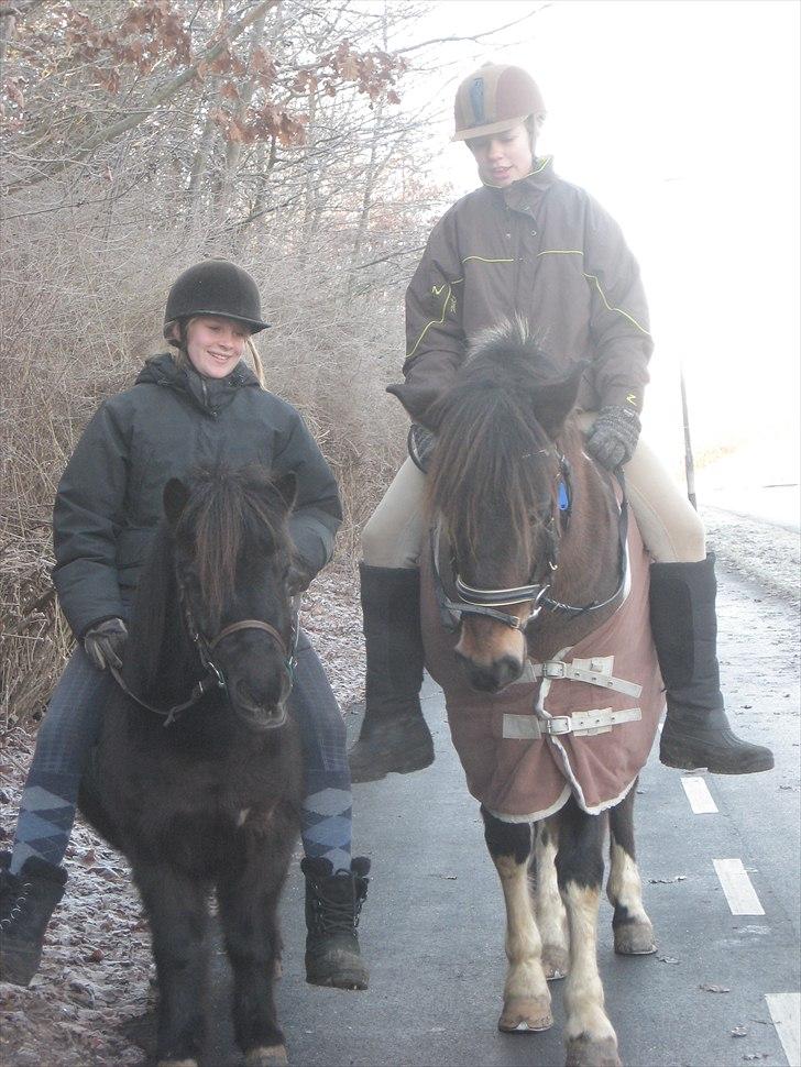 Shetlænder Magnum :) NUMSEN :D <3 - på tur med Abso :) Foto: Mille <3 billede 9