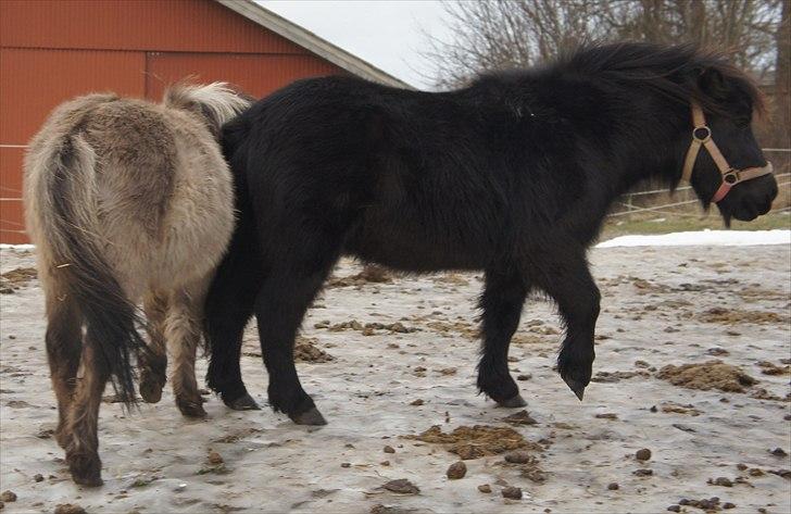 Shetlænder Wednesday <3 (tidligere Mini) - Hygger med Chance billede 14