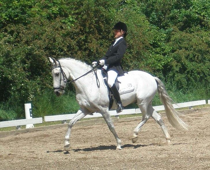 Hollandsk Sportspony Look At Me - SOLGT - Et af vores første stævner sammen. C-stævne Bording 2010 :)  billede 2