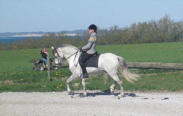 Hollandsk Sportspony Look At Me - SOLGT - Træning maj 2010 billede 4