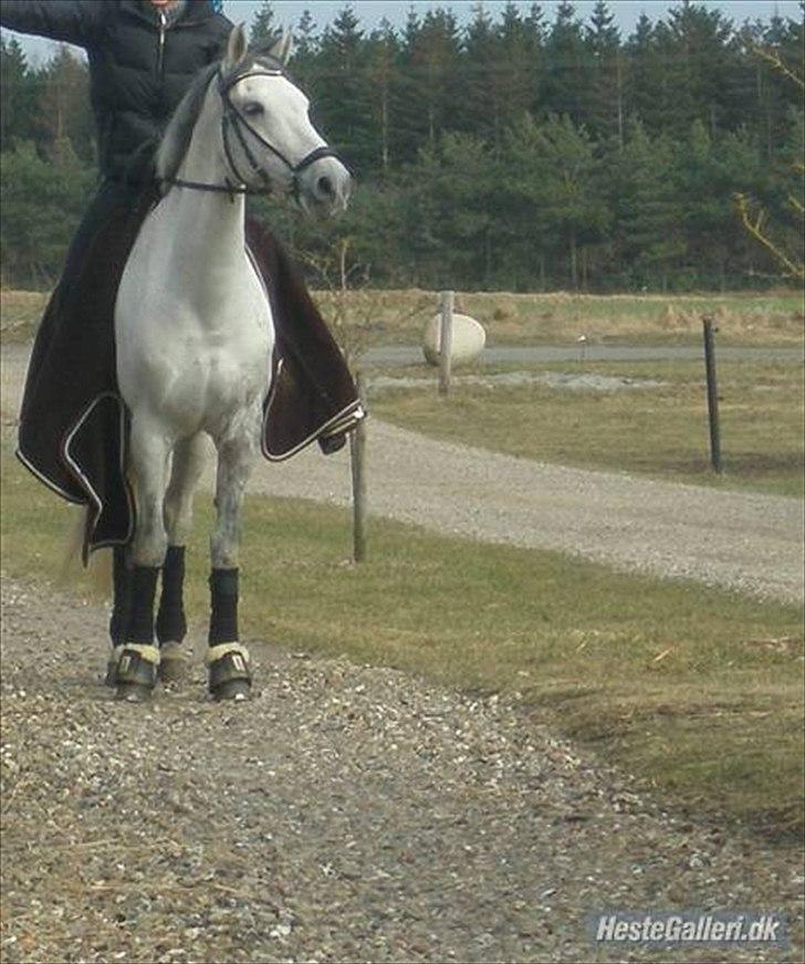 Hollandsk Sportspony Look At Me - SOLGT billede 7