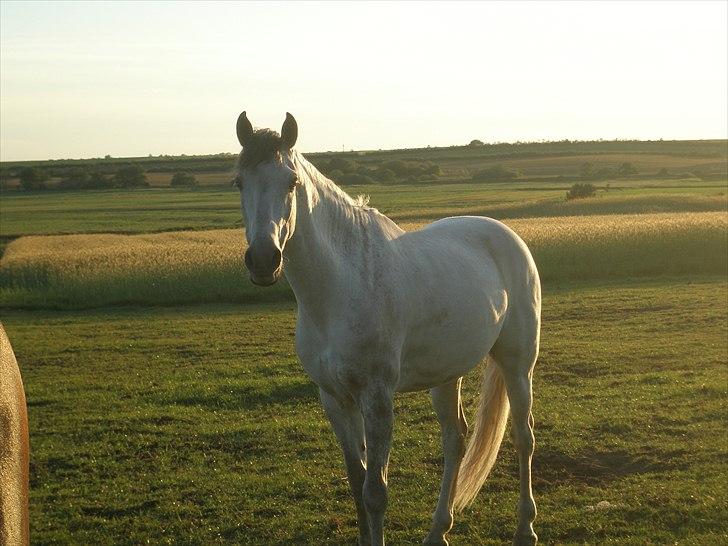 Hollandsk Sportspony Look At Me - SOLGT - På fold en sommeraften 2010, lige kommet hjem efter fra et godt stævne :)  billede 8