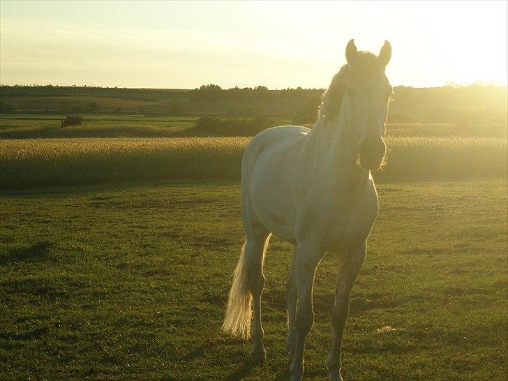 Hollandsk Sportspony Look At Me - SOLGT billede 9