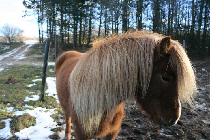 Islænder Sóley frá Steinsholti - Der findes ikke én der er perfekt, men vi to er perfekte sammen.
 billede 4