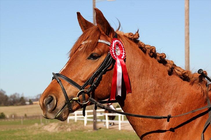 Anden særlig race PEPSI! :D - verdens bedste pony! :´D <3 LD2 til 71,68 % Stjerne pony <3 FOTO. Laura Bogut (-:  billede 8