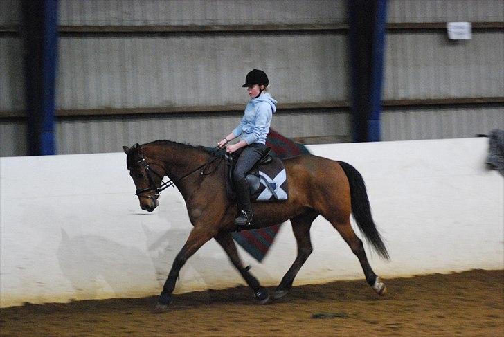 DSP Brandy - YNDLINGSBILLEDE! <3 . Babyhesten rider dressur :b . Vores dressursadel er til omstopning så vi er nødt til at ride dressur i springsadlen, det er lettere besværligt xD . Foto; Anita Rasmussen billede 10