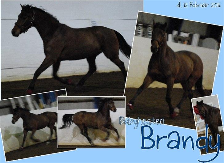 DSP Brandy - BabyBrandy var ude og spadsere i ridehallen, lidt en showoff er man vel (; <3 . Foto; Anita Rasmussen billede 11
