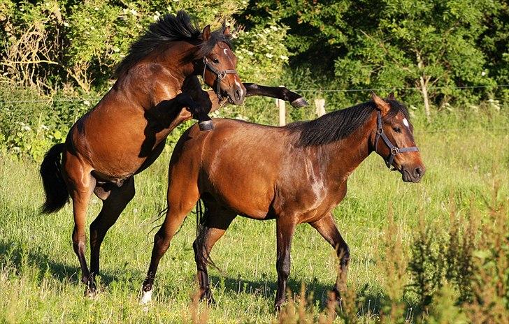 New Forest Skovlundegårds Hafferlaf billede 14