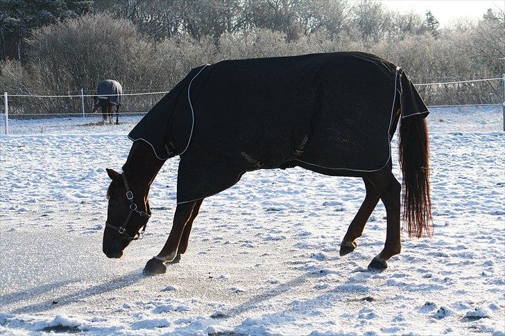 Oldenborg Egelund Nova - Nova på glat is, - heldigvis faldt hun ikke (;    Fotograf: Hanne Pedersen (: billede 9