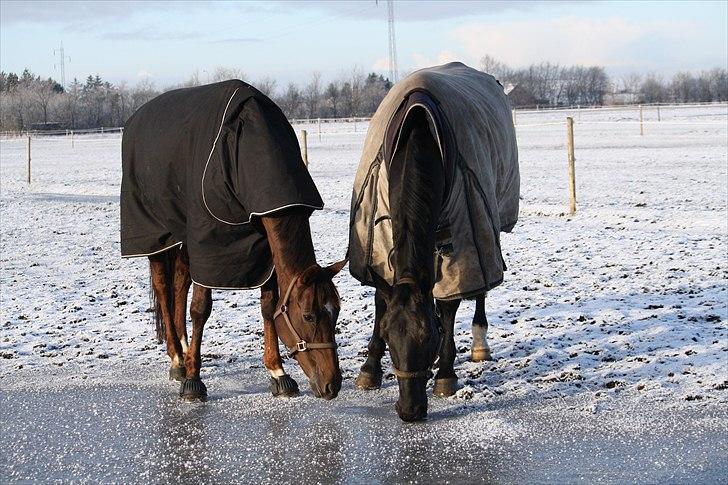 Oldenborg Egelund Nova - Nova og Salsa.   Fotograf: Hanne Pedersen (: billede 10