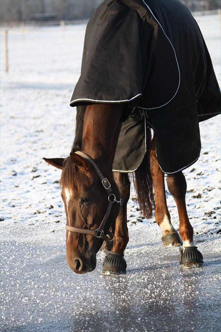 Oldenborg Egelund Nova - Fotograf: Hanne Pedersen (: billede 11