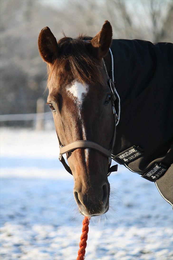 Oldenborg Egelund Nova - Nova :´)   Fotograf: Hanne Pedersen (: billede 12