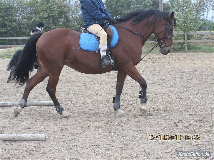 Anden særlig race Regitze billede 15