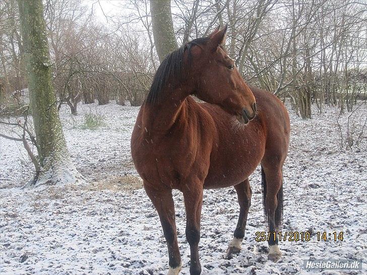 Anden særlig race Regitze billede 19