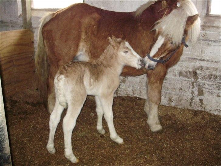 Haflinger Firefly Lindegaard solgt billede 1