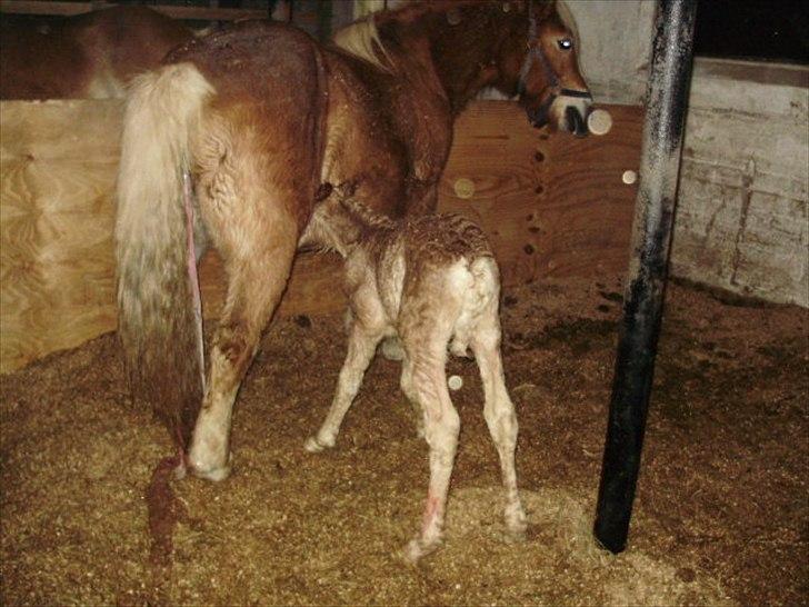 Haflinger Firefly Lindegaard solgt billede 2