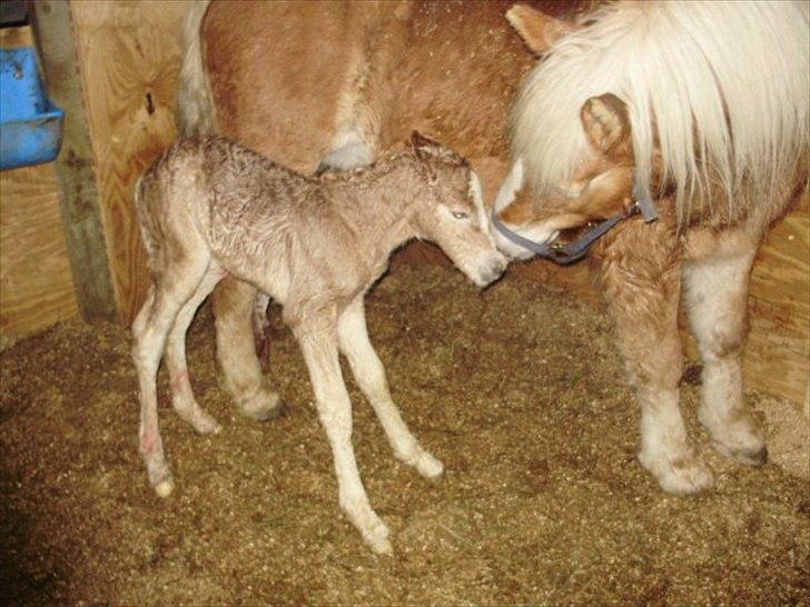 Haflinger Firefly Lindegaard solgt billede 3